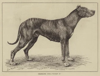 Perros célebres, Sultán II